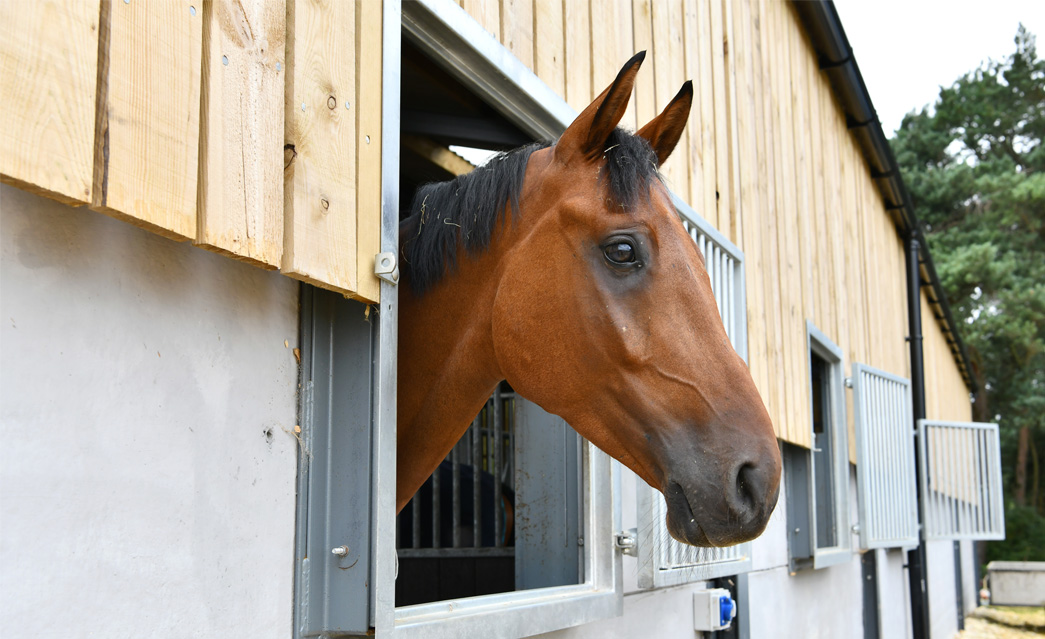 Steel framed equestrian barn