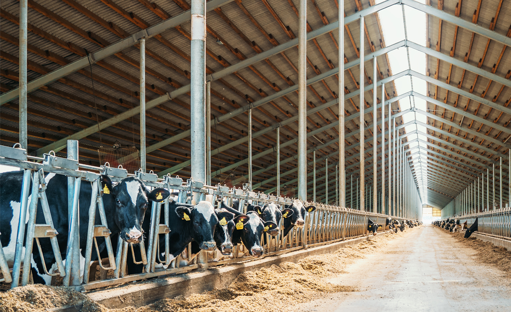 Steel framed livestock buildings