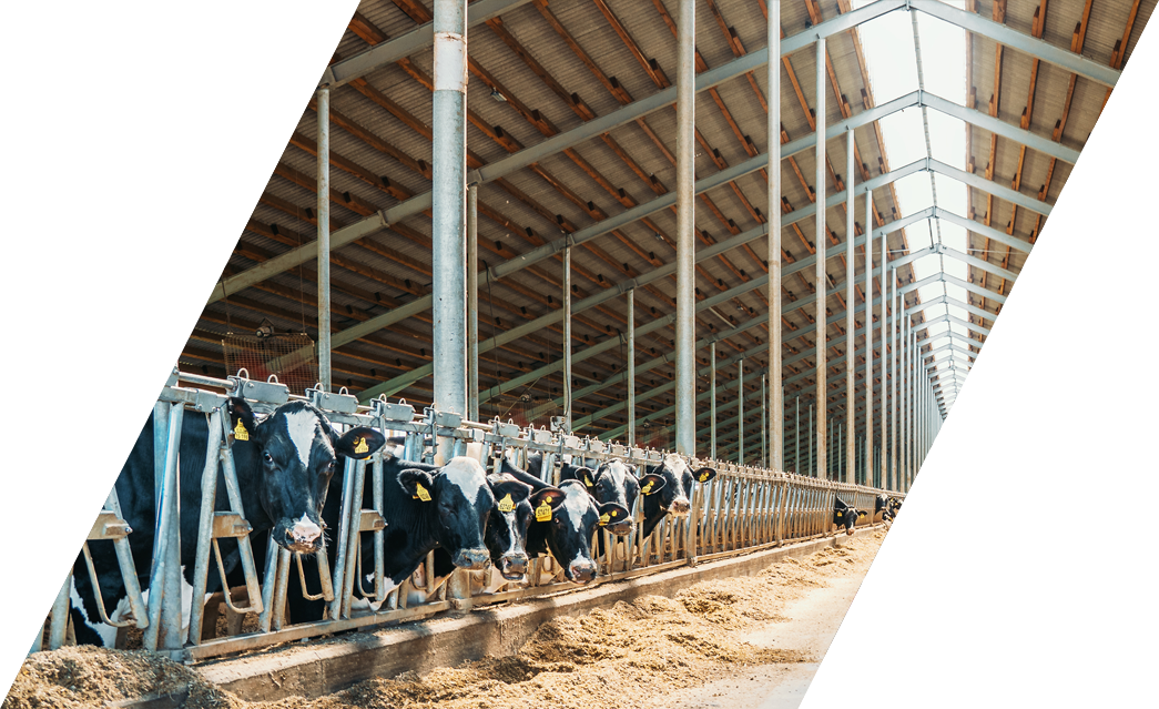 Steel framed livestock buildings